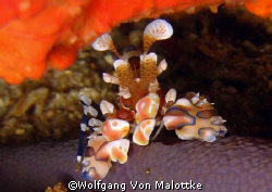 Harlequinshrimp by Wolfgang Von Malottke 